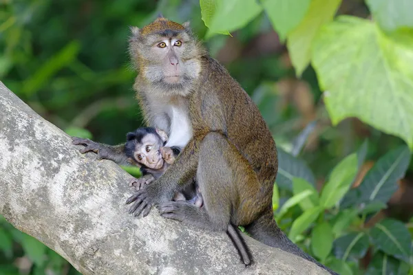 Macaco-macaco — Fotografia de Stock