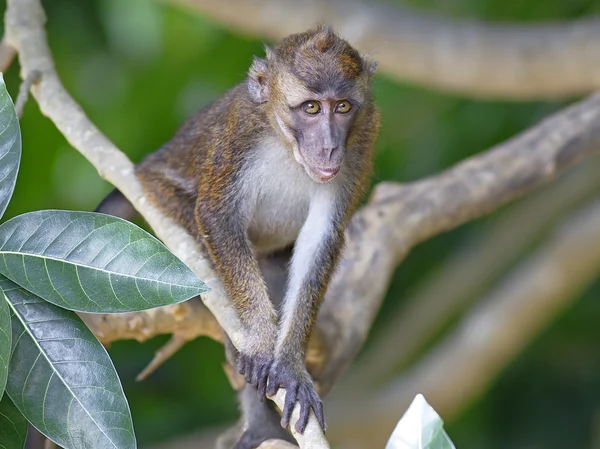 Singe macaque — Photo