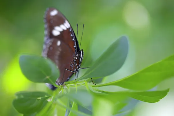 Common Crow Butterfly — Stock Photo, Image