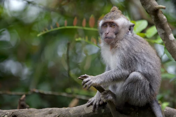 Lange-tailed makaak monkey — Stockfoto