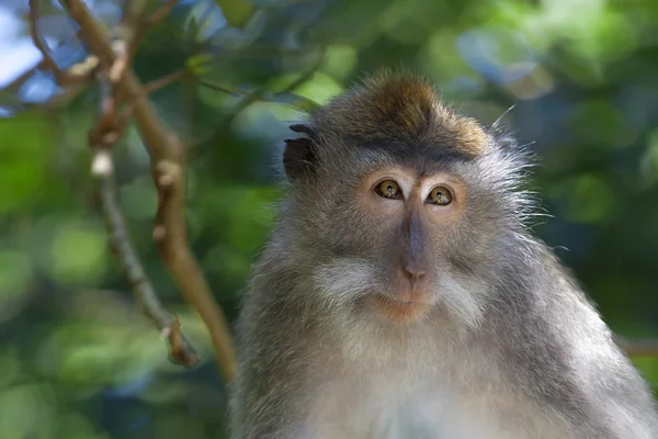 Lange-tailed makaak monkey — Stockfoto