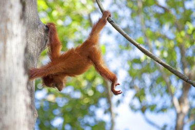 Borneo Orangutan