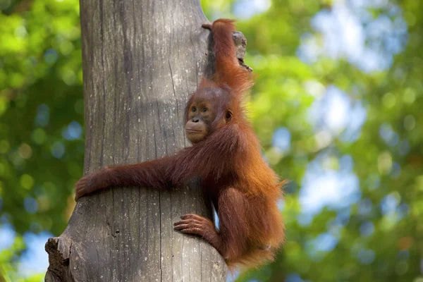 Bornéu orangotango — Fotografia de Stock