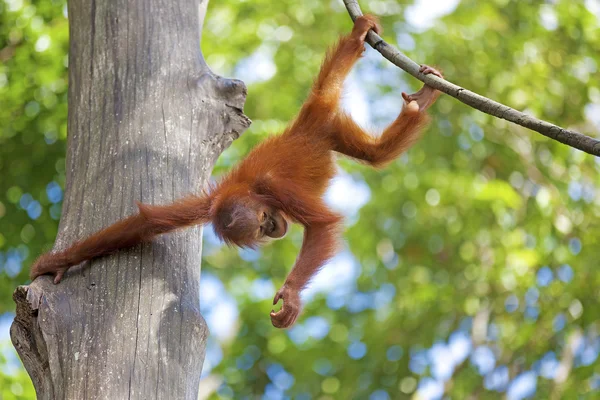 Борнео Орангутанг — стокове фото