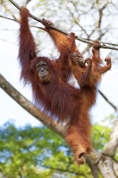 ボルネオ オランウータン — ストック写真