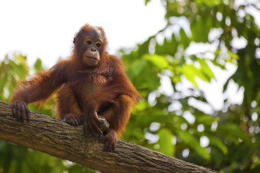 Borneo Orangutan