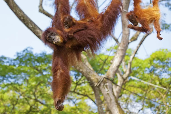 ボルネオ オランウータン — ストック写真