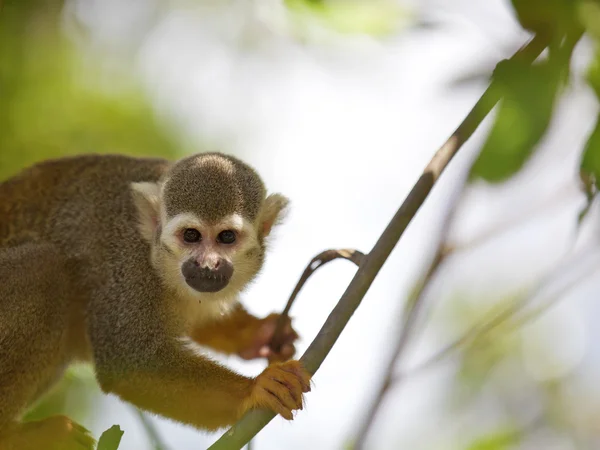 Squirrel Monkey — Stockfoto