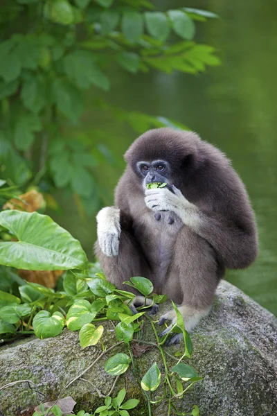 Gibbon aap — Stockfoto