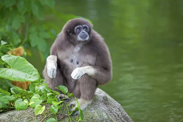 Mono de Gibbon —  Fotos de Stock