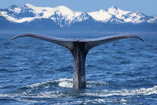 Whale staart — Stockfoto