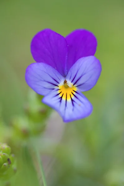 Planta de viola — Fotografia de Stock