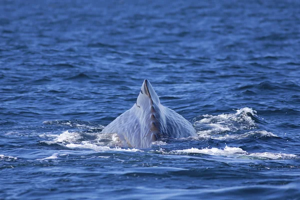 Whale staart — Stockfoto