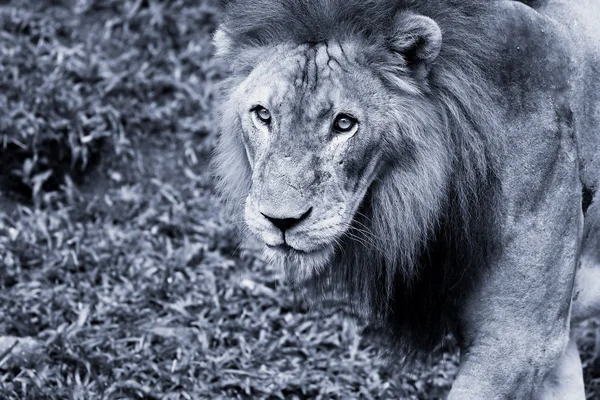 狮子肖像 — 图库照片