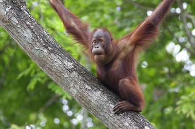 Borneo Orangutan