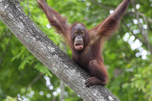 Borneo Orangutan