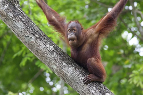 Borneo orangutang — Stockfoto