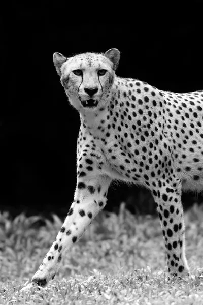 Ghepardo selvatico — Foto Stock