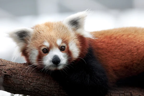 Röd panda — Stockfoto