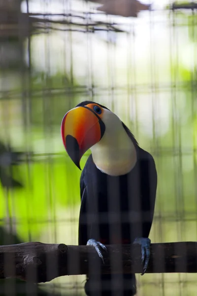 Toucan no Zoológico — Fotografia de Stock