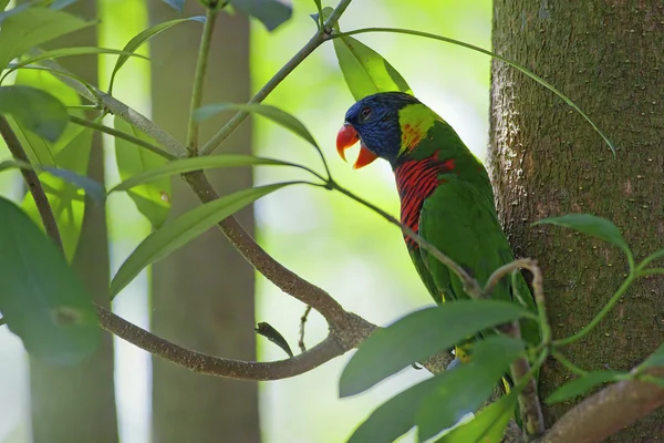 Wild Parrot — Stock Photo, Image