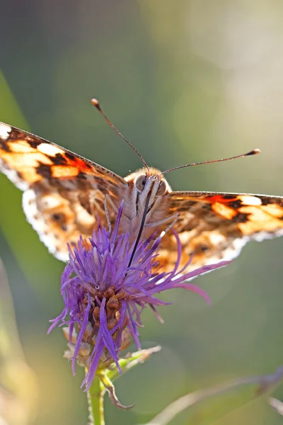 Papillon dame peinte — Photo