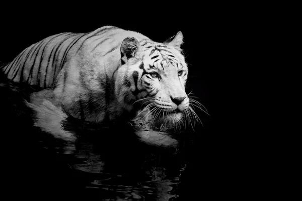 White Tiger — Stock Photo, Image