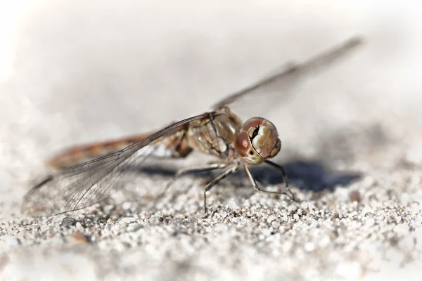 Dragonfly — Stock Photo, Image