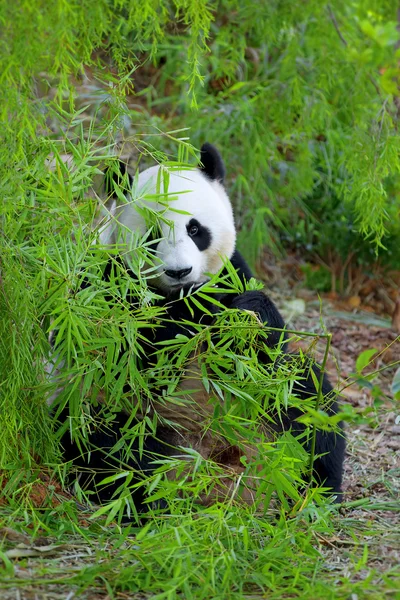 Jättepanda — Stockfoto