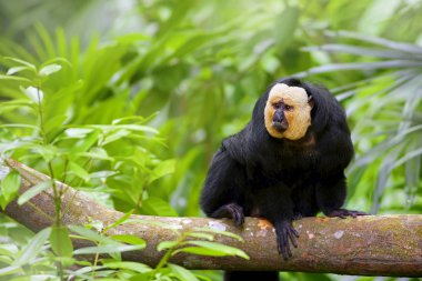 White-faced Saki Monkey clipart