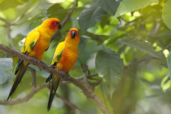 Dziki papuga — Zdjęcie stockowe