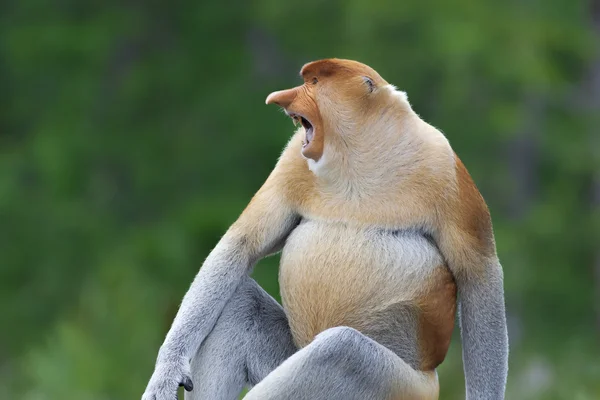 Mono de probóscis — Foto de Stock