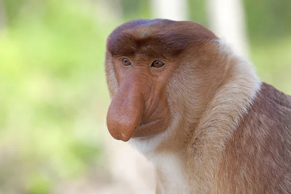 Snabel monkey — Stockfoto