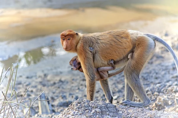 Macaco-probóscide — Fotografia de Stock