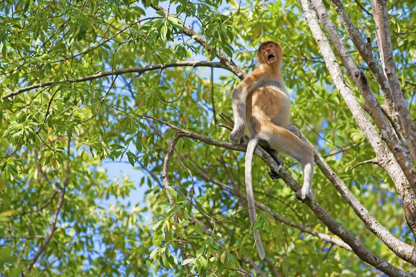 Προβοσκίδα monkey — Φωτογραφία Αρχείου