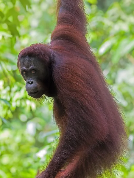 Borneo Orangutan — Stok fotoğraf