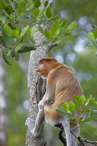 Sosák opice — Stock fotografie