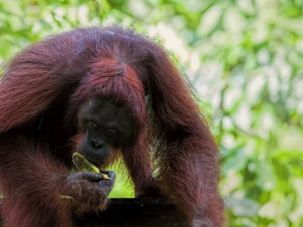 Borneo Orangután — Foto de Stock