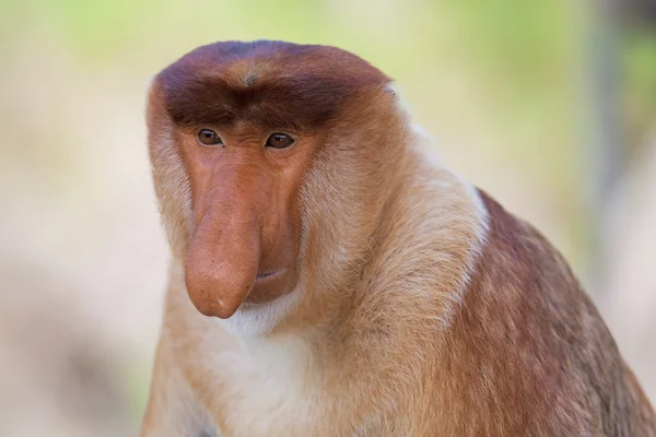 Snabel monkey — Stockfoto