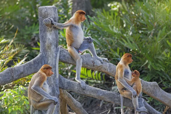 Mono de probóscis — Foto de Stock