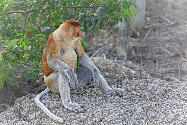 Macaco-probóscide — Fotografia de Stock