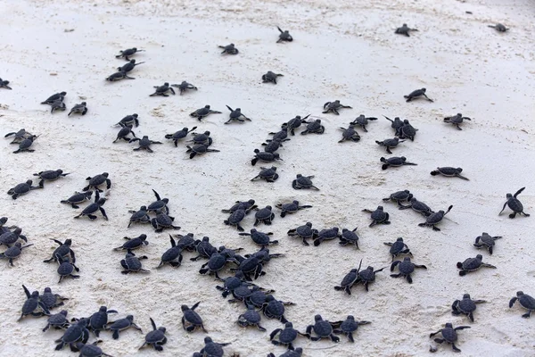 Turtle Hatchlings — Stock Photo, Image