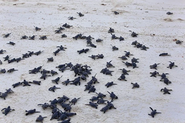 Turtle Hatchlings — Stock Photo, Image