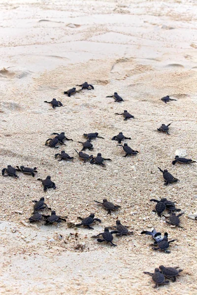 Вылупляющиеся черепахи — стоковое фото
