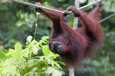 Borneo Orangutan