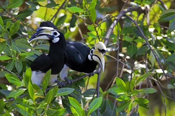 Hornbill pied oriental — Fotografia de Stock