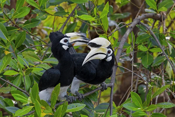 Orientaliska svartvit hornbill — Stockfoto