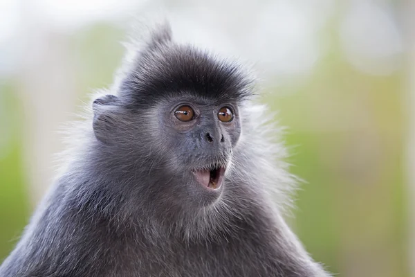 Macaco da folha de prata — Fotografia de Stock