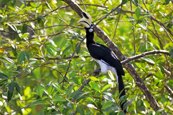 Hornbill pied oriental — Fotografia de Stock