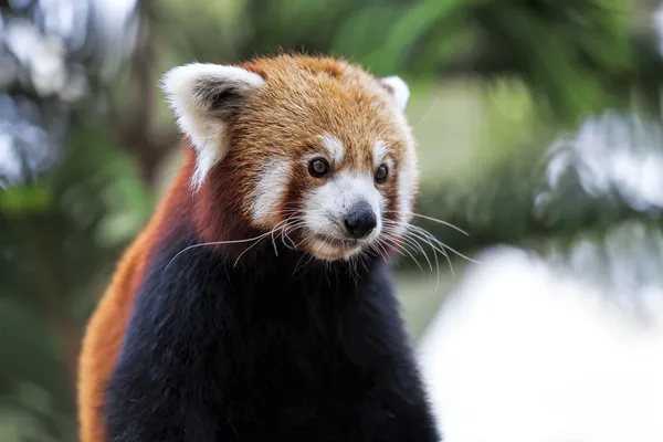 Panda vermelho — Fotografia de Stock